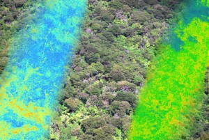 resized_forest_hymap_model_NZ