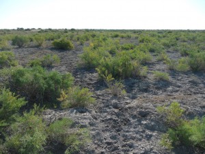 Abandoned_Field_Kyzylorda